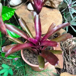 Neoregelia Fireball Plant -Plant Life Decor Shop IMG 9941