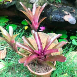Neoregelia Fireball Plant -Plant Life Decor Shop IMG 9943