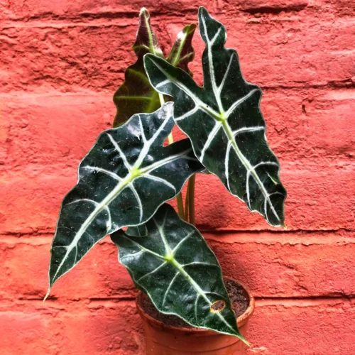 Alocasia Bambino Arrow Plant -Plant Life Decor Shop IMG 9951