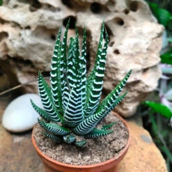 Haworthia Attenuata Succulent Plant