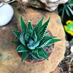 Haworthia Attenuata Succulent Plant -Plant Life Decor Shop IMG 9956