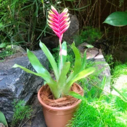 Vriesea Carinata Plant -Plant Life Decor Shop IMG 9995