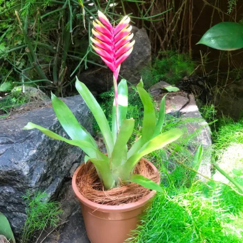 Vriesea Carinata Plant 5 Vriesea Carinata Plant -Plant Life Decor Shop IMG 9995