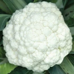 Cauliflower Indam-Poornima (HY) Vegetable Seeds