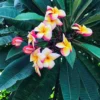 Plumeria Intense Rainbow Champa Plant