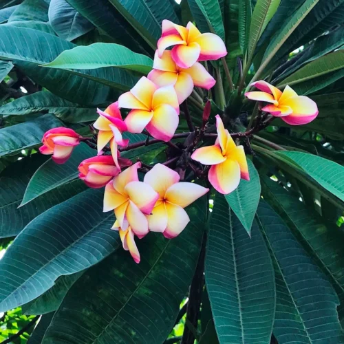 Plumeria Intense Rainbow Champa Plant