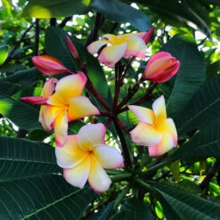 Plumeria Intense Rainbow Champa Plant -Plant Life Decor Shop Intense Rainbow Plumeria 4