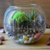 Into The Wild Terrarium Kit
