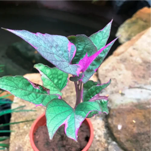 Ipomoea Batatas Pink Frost Vine Plant
