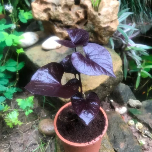 Ipomoea Batatas Ace Of Spades Plant