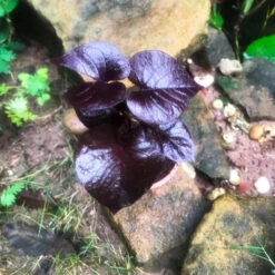 Ipomoea Batatas Ace Of Spades Plant -Plant Life Decor Shop Ipomoeabatatas DesanaBronze 2