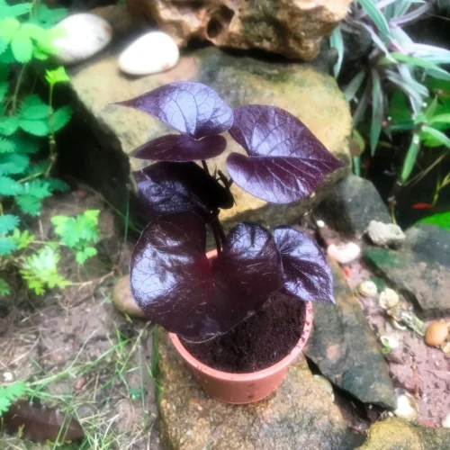 Ipomoea Batatas Ace Of Spades Plant -Plant Life Decor Shop Ipomoeabatatas DesanaBronze 3