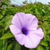 Ipomoea Cairica Plant