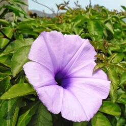 Ipomoea Cairica Plant