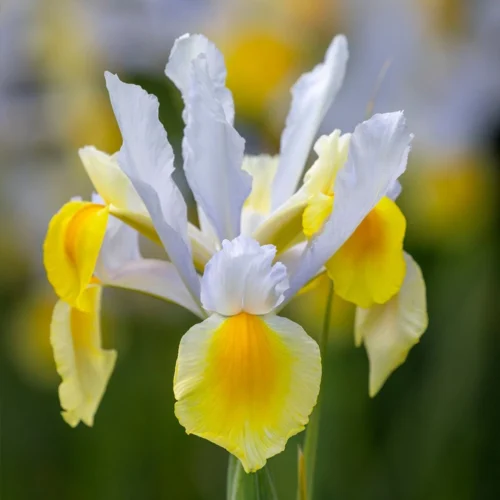 Iris 'Apollo' (Bulbs)