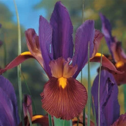 Iris 'Eye Of The Tiger' (Bulbs)