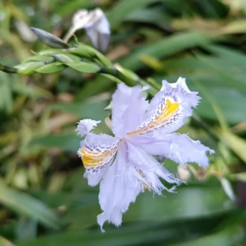 Iris Japonica Plant