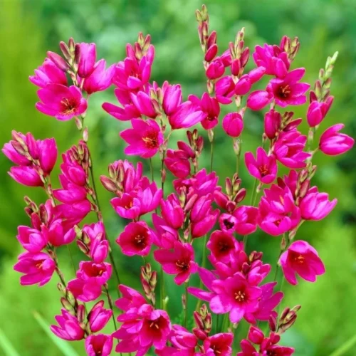 Ixia 'Mabel' (Bulbs)