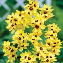 Ixia Yellow Emperor (Bulbs)