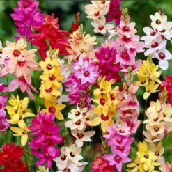Ixia Mixed (Bulbs)