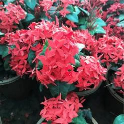 Jungle Flame Red Plant