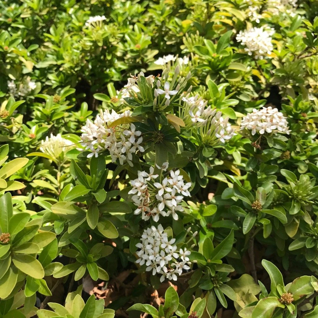 Ixora Dwarf White Plant 2 Ixora Dwarf White Plant - Image 2