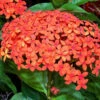 Ixora Coccinea Maui Red Plant