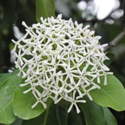 Ixora Coccinea Odorata Plant