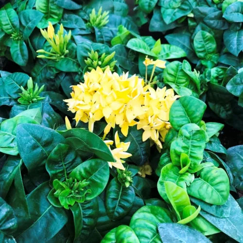 Jungle Flame Yellow Plant