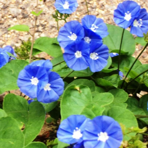 Sky Blue Cluster Vine Plant