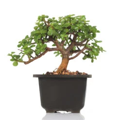 Bonsai Dwarf Jade Plant