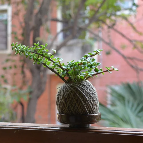 Kokedama Moss Ball Dwarf Jade Plant -Plant Life Decor Shop Jade Kokedama 1