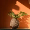 Kokedama Moss Ball Dwarf Jade Plant