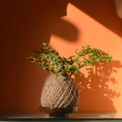 Kokedama Moss Ball Dwarf Jade Plant