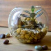 The Jaisalmer Ridge Terrarium Kit