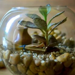 The Jaisalmer Ridge Terrarium Kit -Plant Life Decor Shop Jaisalmer ridge 4