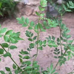 Jasminum Grandiflorum Chameli Plant -Plant Life Decor Shop JasminumGrandiflorumChameli 1