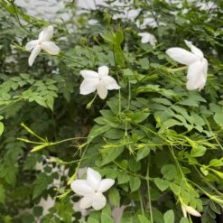 Jasminum Grandiflorum Chameli Plant