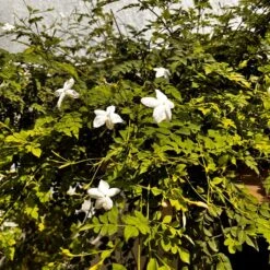 Jasminum Grandiflorum Chameli Plant -Plant Life Decor Shop Jasminum Grandiflorum Chameli 2