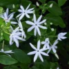 Jasminum Multiflorum Plant