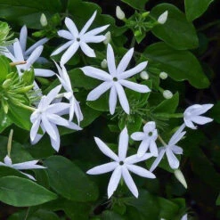 Jasminum Multiflorum Plant