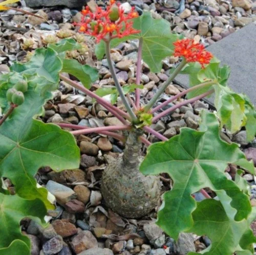 Jatropha Podagrica Compacta Cactus Plant
