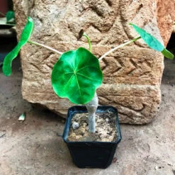 Jatropha Podagrica Compacta Cactus Plant -Plant Life Decor Shop Jatrophapodagrica 3