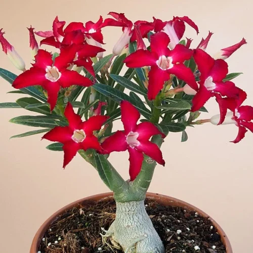Jester Flock Adenium Plant