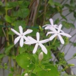 Jasmine Auriculatum Juhi Plant