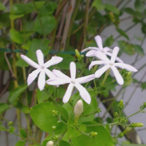 Jasmine Auriculatum Juhi Plant