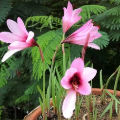 Rain Lily 'Jumbo' (Bulbs)