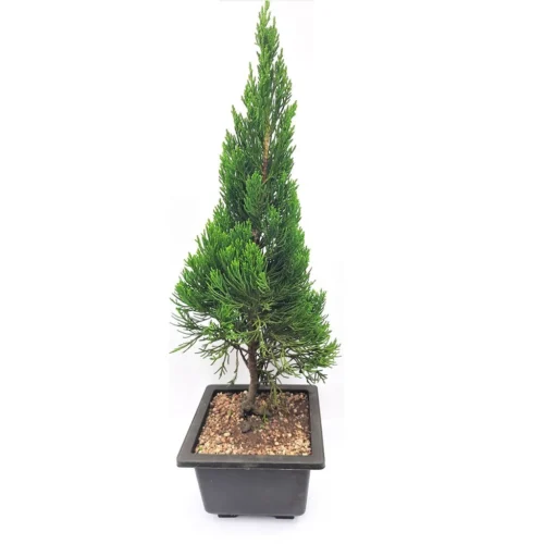 Juniperus Chinensis Torulosa - Bonsai Suitable Plant