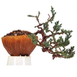 Bonsai Juniper Prostrata Cascade Plant -Plant Life Decor Shop Juniper 4 1