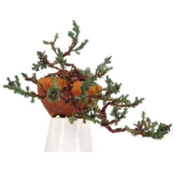 Bonsai Juniper Prostrata Cascade Plant -Plant Life Decor Shop Juniper 5 1